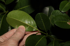 Acronychia imperforata