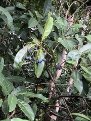 Chionanthus ramiflorus