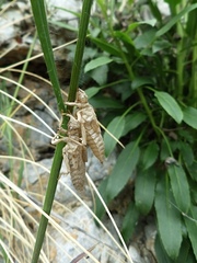 Gomphus vulgatissimus