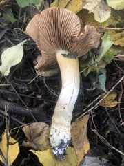 Cortinarius triumphans