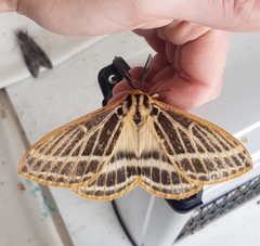 Tissanga pretoriae