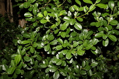 Acronychia imperforata