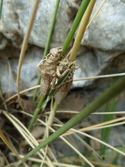 Gomphus vulgatissimus