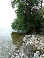 Gomphus vulgatissimus