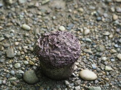 Calvatia craniiformis