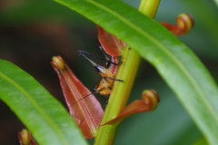 Conocephalus melaenus