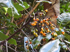 Mischocarpus grandissimus
