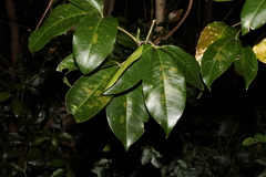 Melicope elleryana