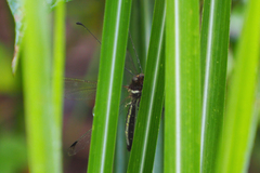 Ascalohybris subjacens