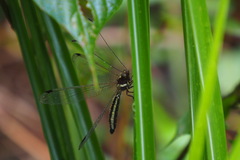 Ascalohybris subjacens