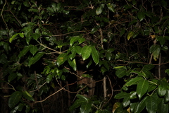 Melicope elleryana