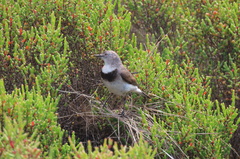 Epthianura albifrons