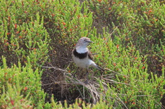 Epthianura albifrons