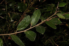 Ficus coronata