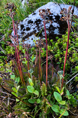Pedicularis ornithorhynchos