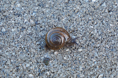 Macrochlamys nitidissima