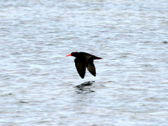 Haematopus fuliginosus