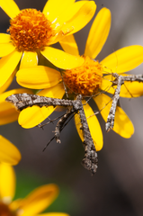 Amblyptilia pica