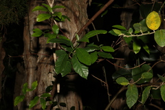 Ficus coronata
