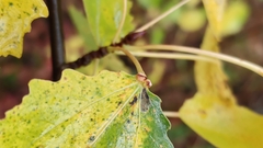 Eriophyes diversipunctatus