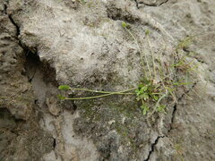 Ranunculus hyperboreus