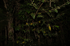 Ficus coronata