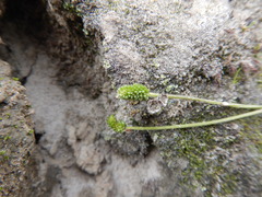 Ranunculus hyperboreus