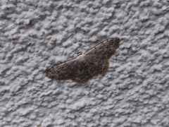 Scopula marginepunctata