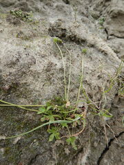Ranunculus hyperboreus