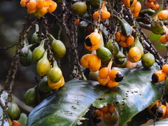 Mischocarpus grandissimus