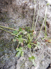 Ranunculus hyperboreus