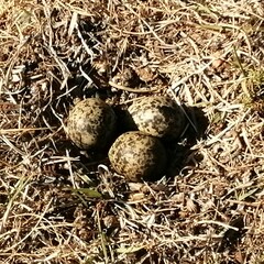 Vanellus coronatus