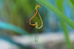 Ceriagrion auranticum