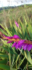 Watsonia pulchra
