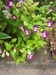 Torenia fournieri