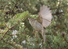 Phylloscopus humei