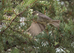 Phylloscopus humei