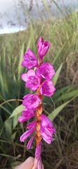 Watsonia pulchra