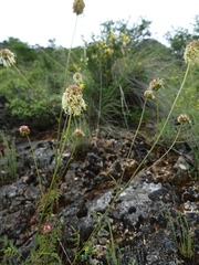 Sanguisorba minor minor