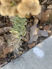 Heterotheca grandiflora