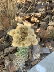 Heterotheca grandiflora