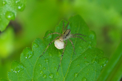 Pardosa laura
