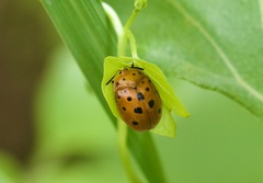 Chelymorpha phytophagica