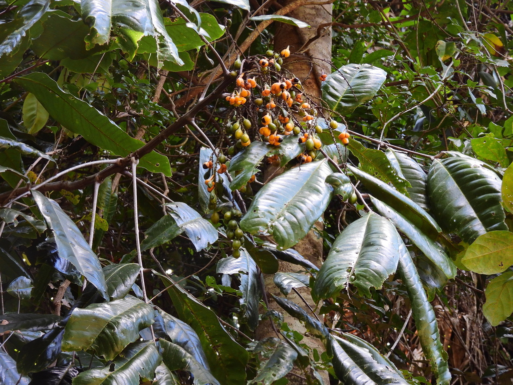 giant leaved tamarind