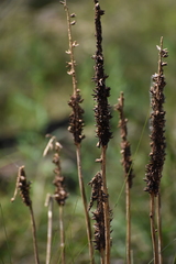 Xanthorrhoea minor lutea