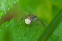 Pardosa laura