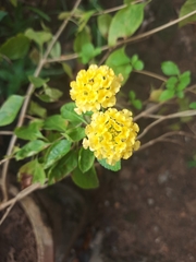 Lantana × hybrida