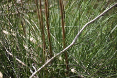 Xanthorrhoea minor lutea