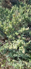 Atriplex vesicaria