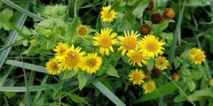 Pulicaria dysenterica
